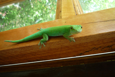 Grüner Seychellengecko -1.jpg
